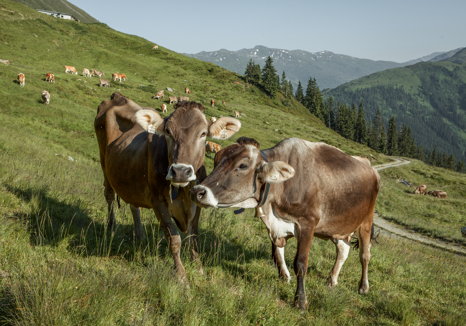 Kühe grasen auf einer Bergwiese vor einer hügeligen Landschaft.