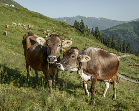 Kühe grasen auf einer Bergwiese vor einer hügeligen Landschaft.