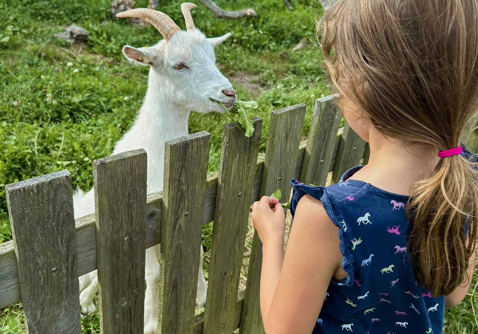 Kind füttert eine Ziege über einen Holzzaun in einer ländlichen Umgebung