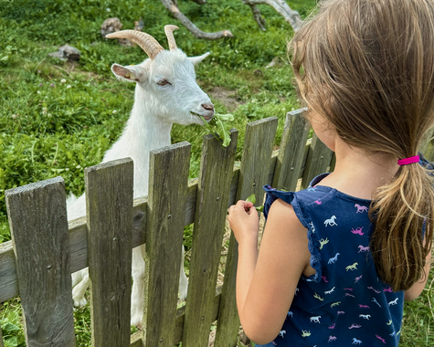 Kind füttert eine Ziege über einen Holzzaun in einer ländlichen Umgebung