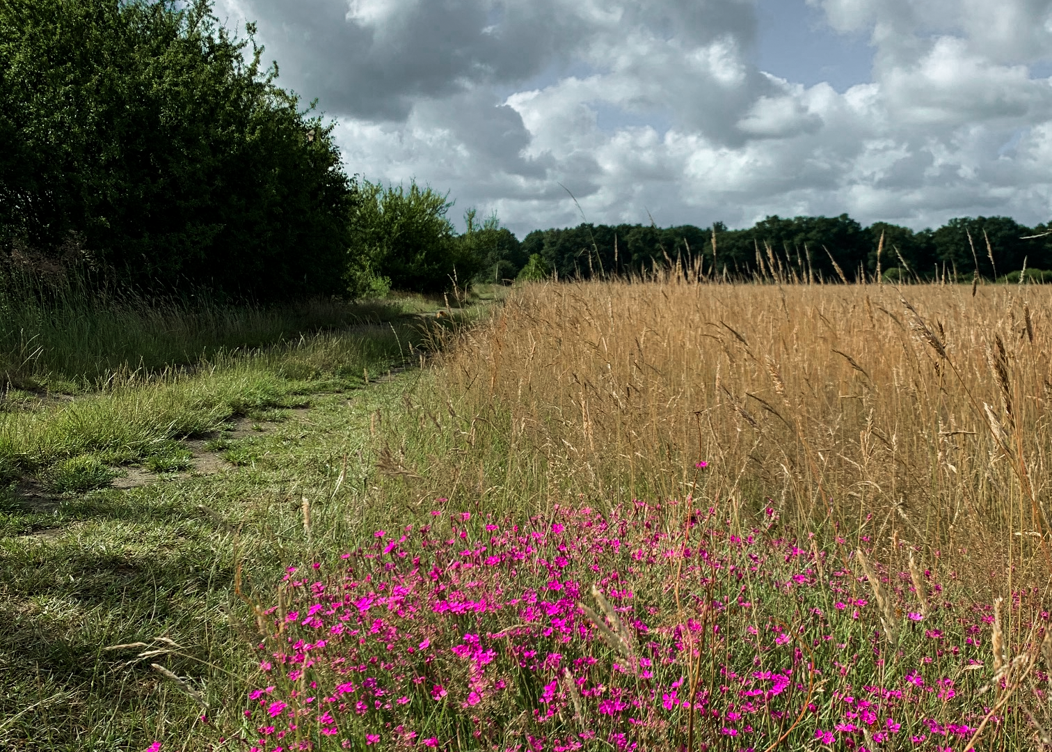 Naturnahe Wiese mit blühenden Wildpflanzen unter bewölktem Himmel
