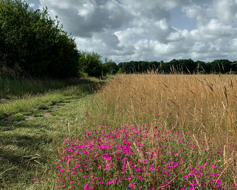 Naturnahe Wiese mit blühenden Wildpflanzen unter bewölktem Himmel