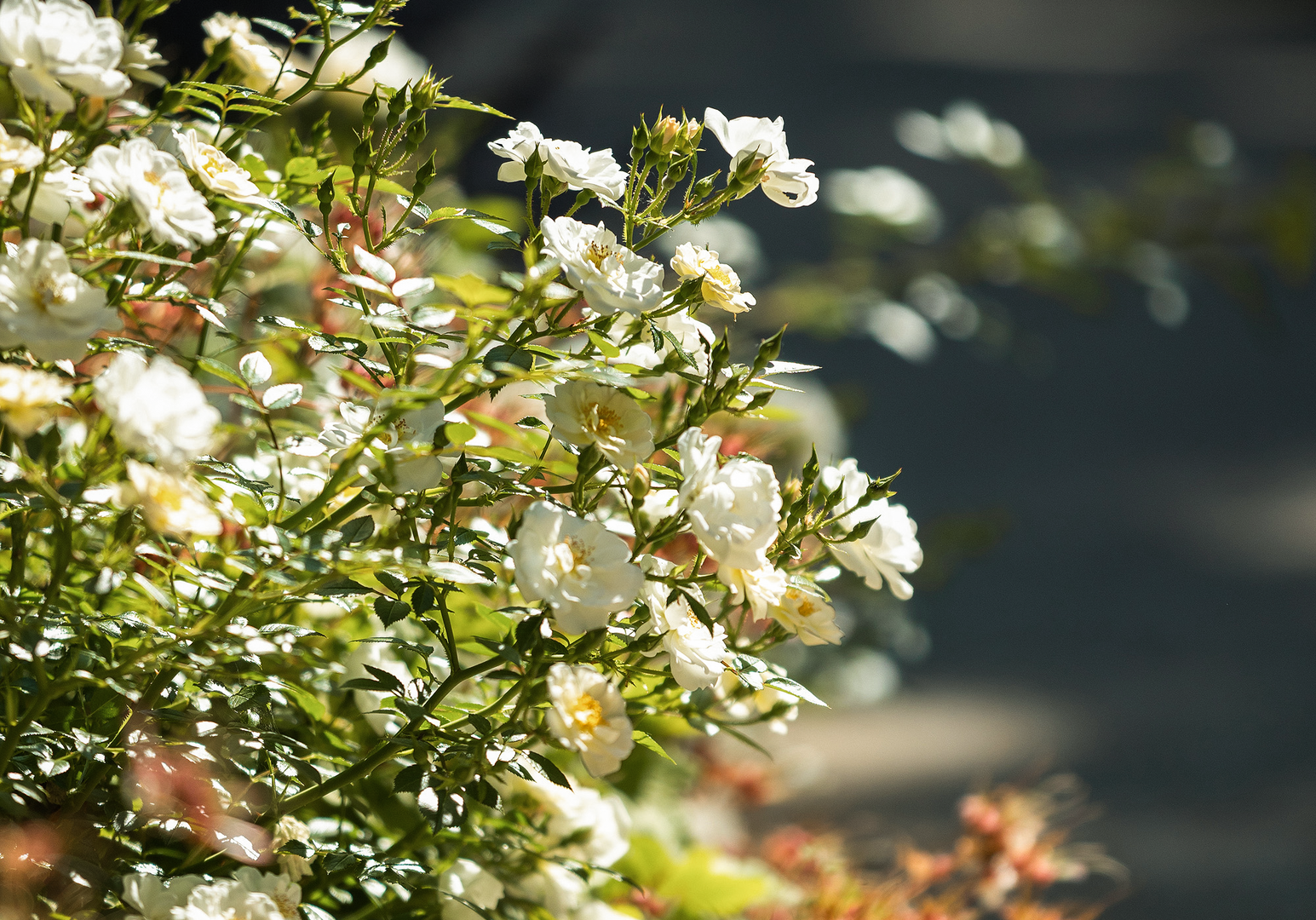 Zarte weiße Blüten vor unscharfem, dunklem Hintergrund