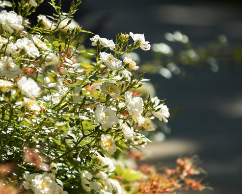 Zarte weiße Blüten vor unscharfem, dunklem Hintergrund