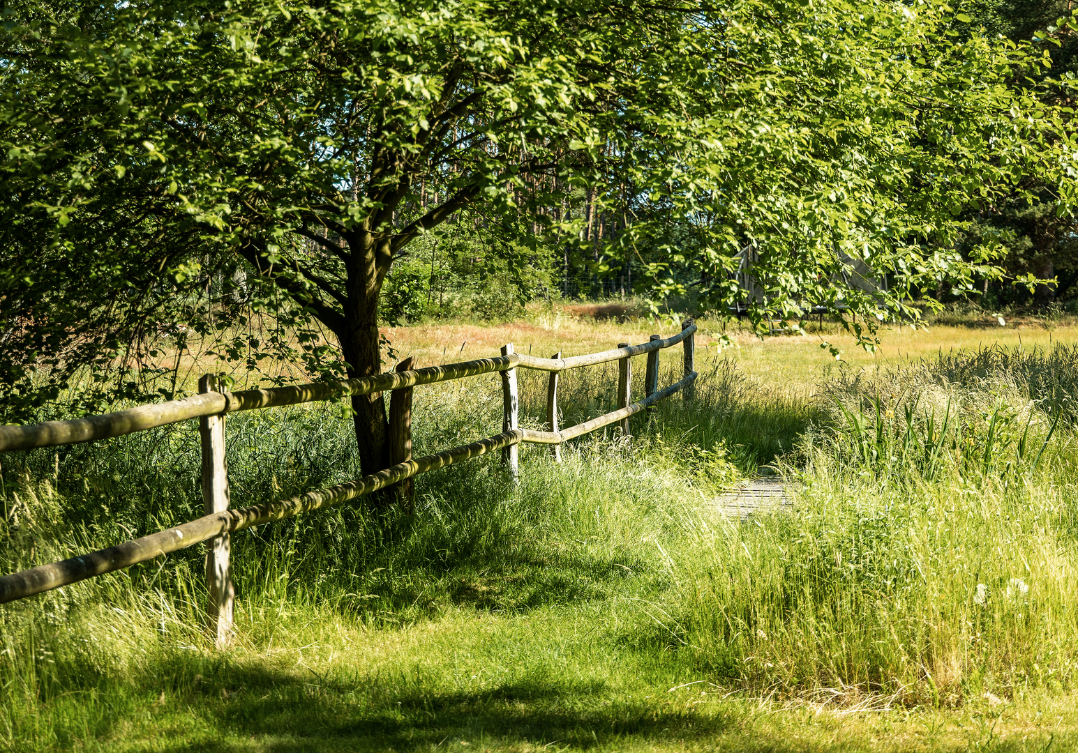 Naturnahe Wiese mit Holzzaun und schattenspendenden Bäumen