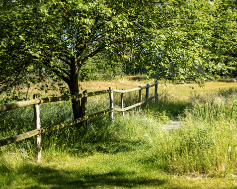 Naturnahe Wiese mit Holzzaun und schattenspendenden Bäumen