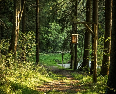 Schmaler Waldweg zwischen hohen Bäumen mit Laterne am Wegesrand 