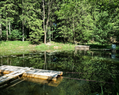 Ruhiger Teich im Wald mit kleinem Steg am Ufer