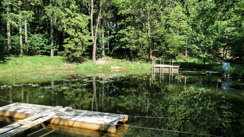 Ruhiger Teich im Wald mit kleinem Steg am Ufer