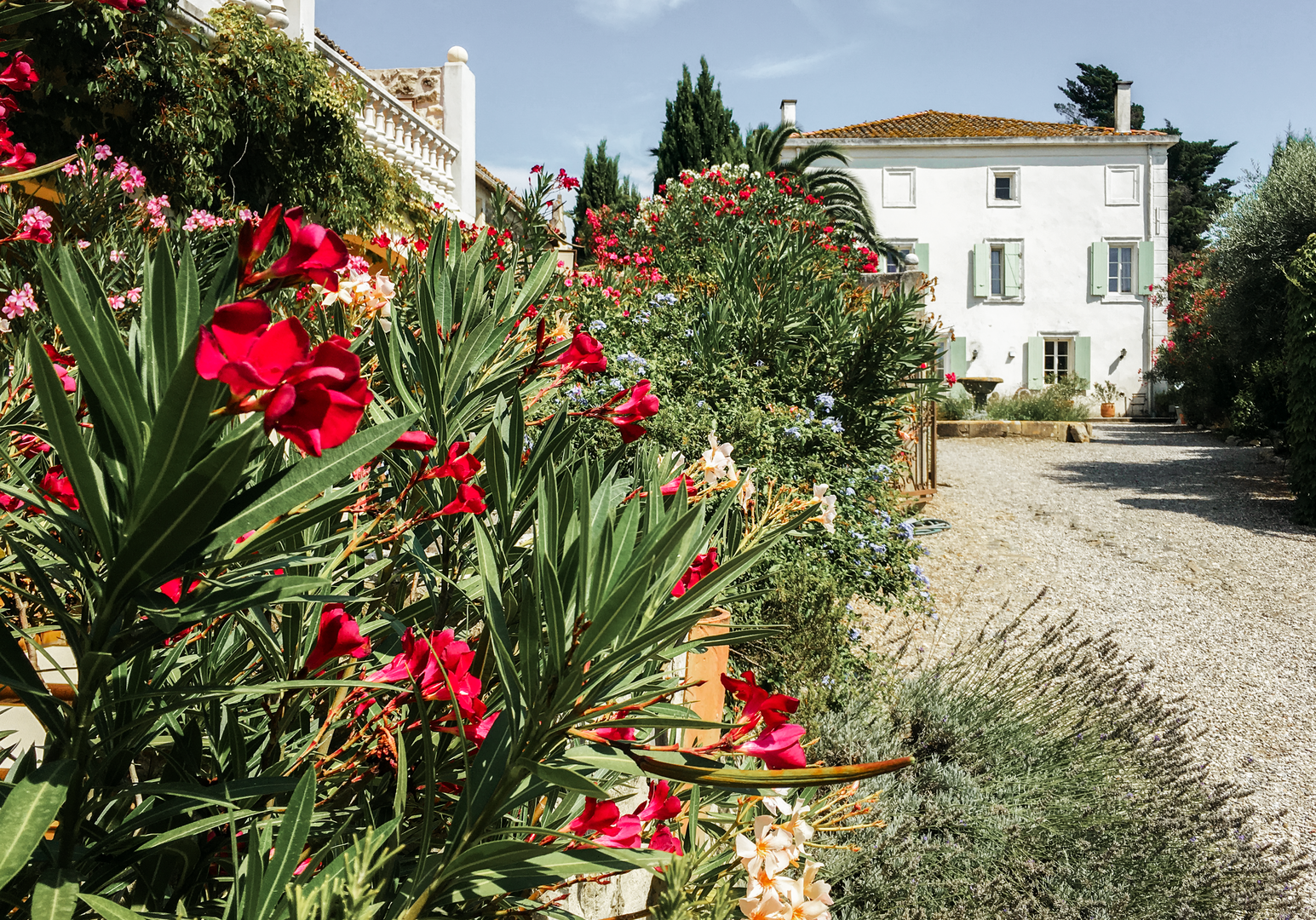 Blühende rote Rosen entlang eines Gartenwegs vor einem weißen Landhaus
