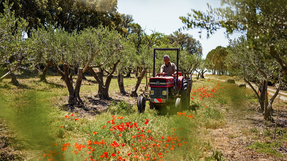 Kleiner Traktor fährt durch einen Olivenhain mit blühenden Pflanzen