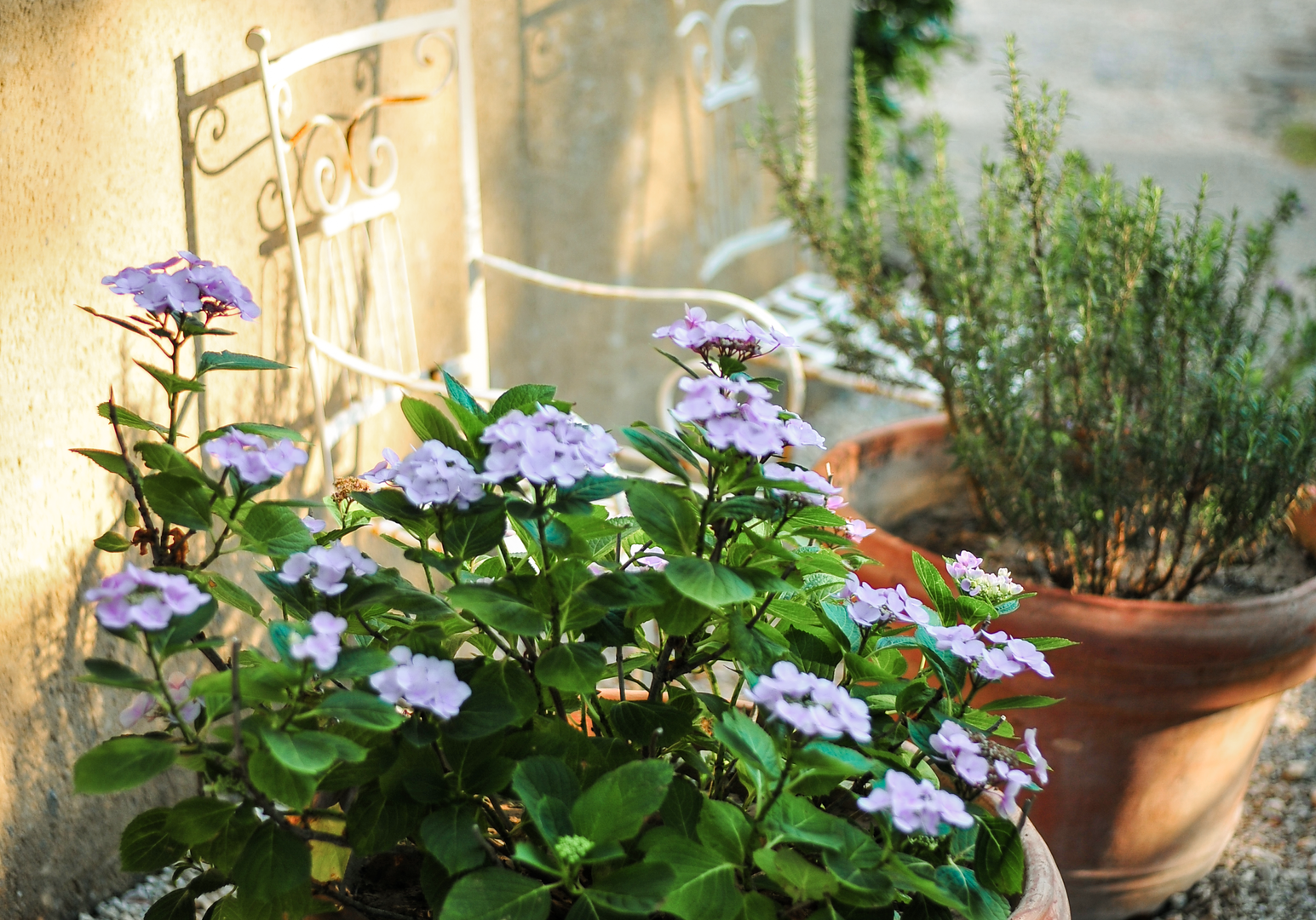Blumentopf mit grünen Pflanzen auf einer sonnigen Terrasse