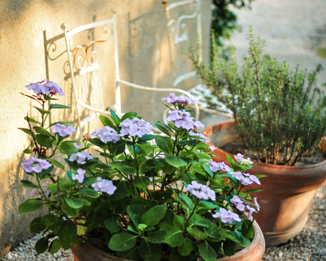Blumentopf mit grünen Pflanzen auf einer sonnigen Terrasse