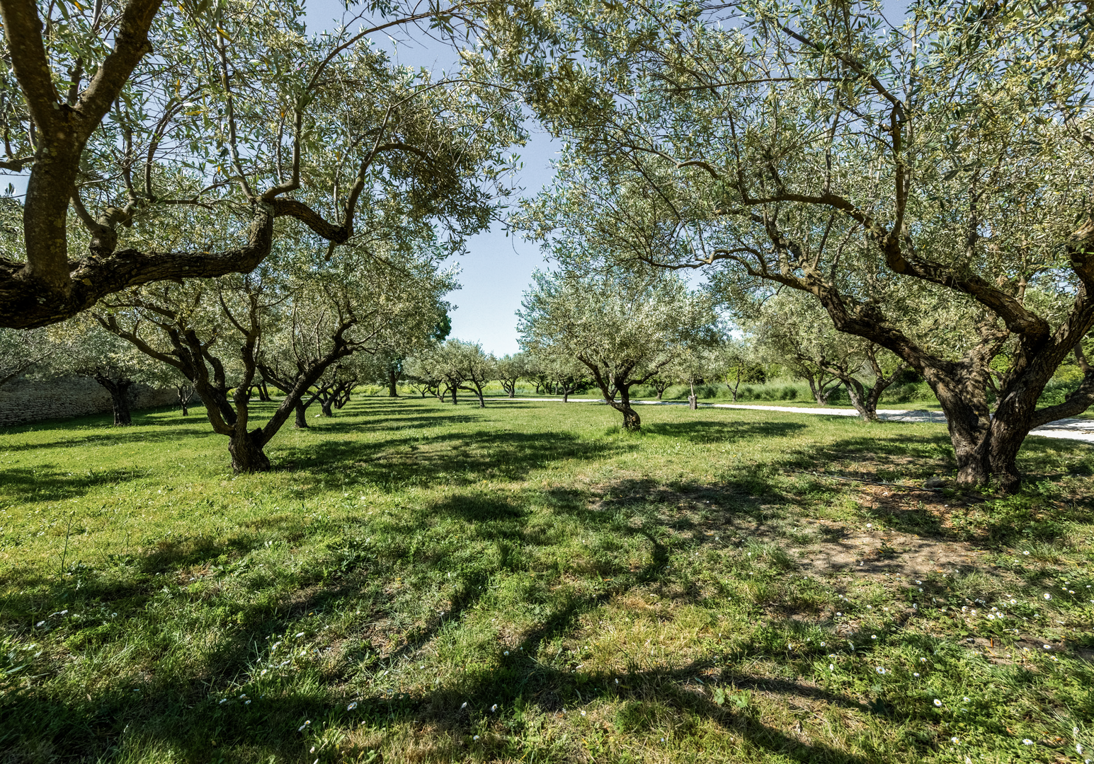 Olivenhain mit alten Bäumen und Sonnenlicht auf einer grünen Wiese