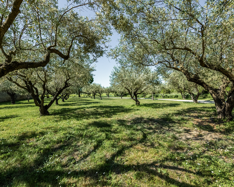 Olivenhain mit alten Bäumen und Sonnenlicht auf einer grünen Wiese