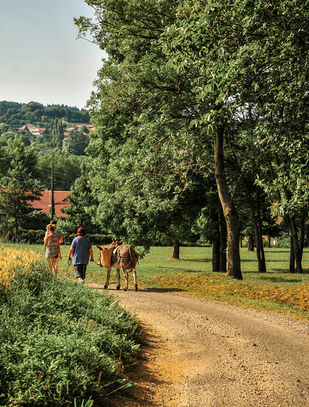 Personen gehen mit Esel auf einem Weg zwischen Feldern und Bäumen 