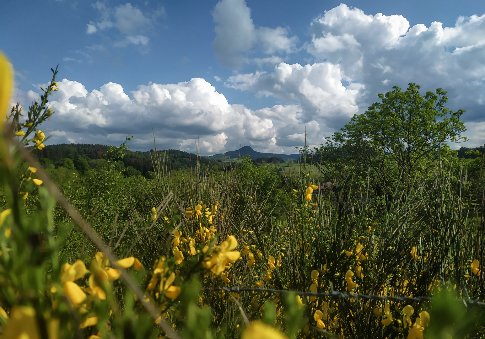 Gelb blühende Pflanzen im Vordergrund mit Berglandschaft dahinter