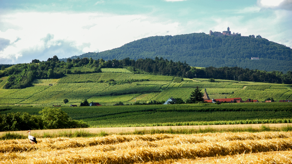 Weite Landschaft mit Feldern und Hügeln unter bewölktem Himmel