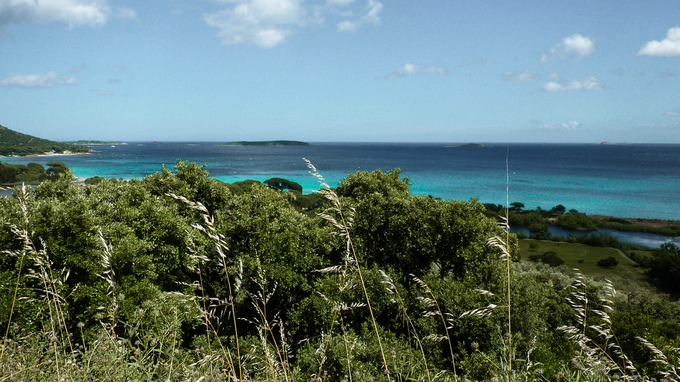Küstenlandschaft mit Pinienwald und Blick auf das Meer