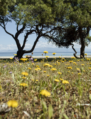Blumenwiese mit Olivenbäumen und Blick auf das Meer