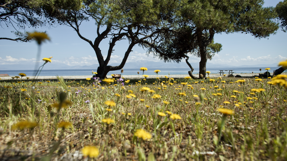 Blumenwiese mit Olivenbäumen und Blick auf das Meer