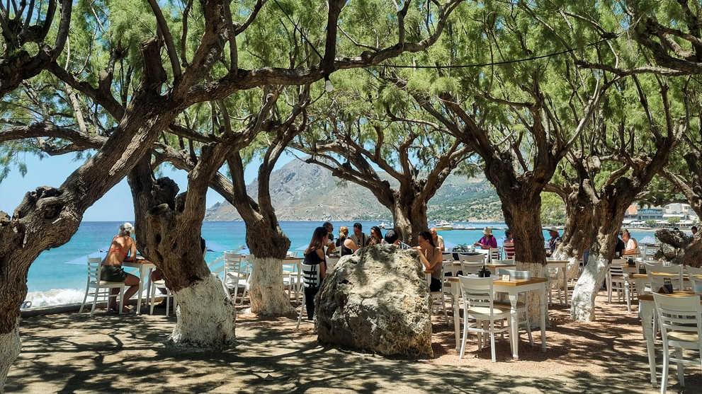 Schattiger Platz unter knorrigen Olivenbäumen in mediterraner Landschaft