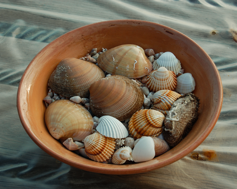 Holzschale mit verschiedenen Muscheln auf hellem Untergrund.