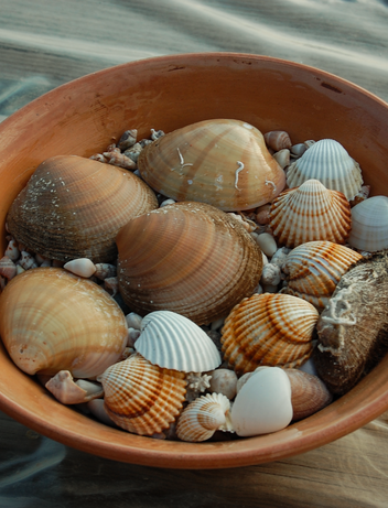 Holzschale mit verschiedenen Muscheln auf hellem Untergrund.
