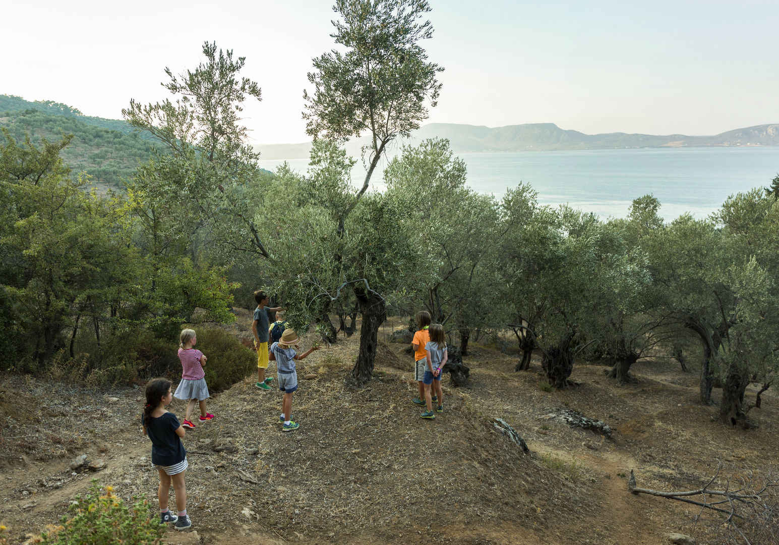 Kinder laufen und spielen zwischen Olivenbäumen in einer hügeligen Landschaft.