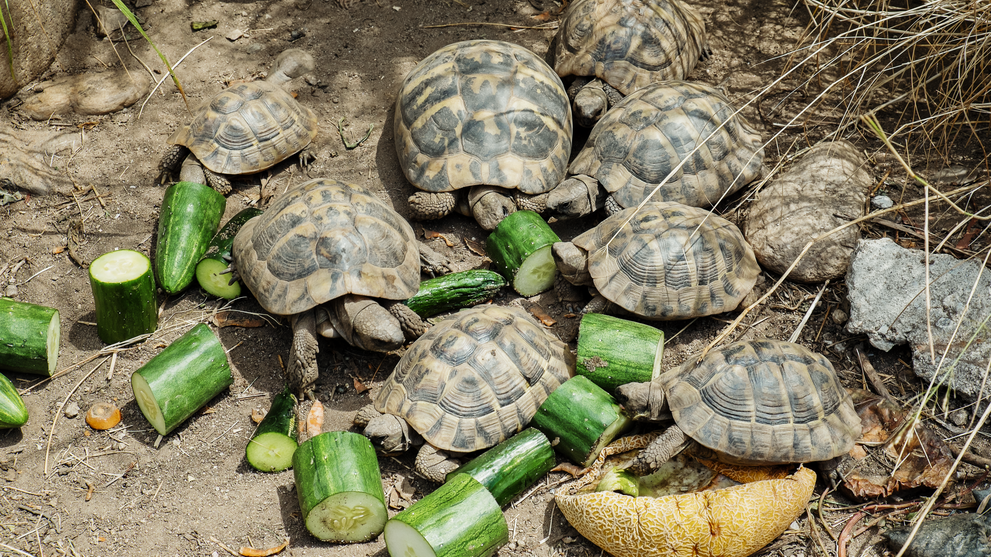 Schildkröten zwischen Erde, Steinen und verstreutem Gemüse.