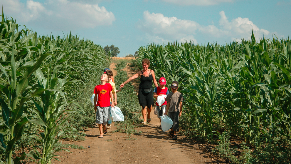 Familie spaziert auf einem Weg durch ein Maisfeld.