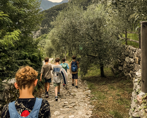 Familien wandern auf einem Weg durch einen Olivenhain.