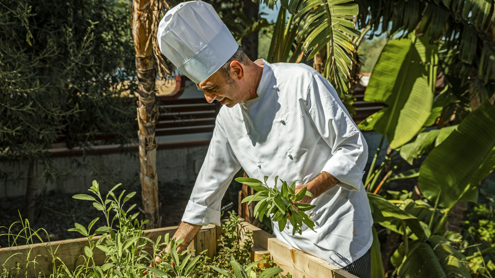 Küchenchef sammelt frische Kräuter in einem Garten zur Verwendung in regionalen Gerichten.