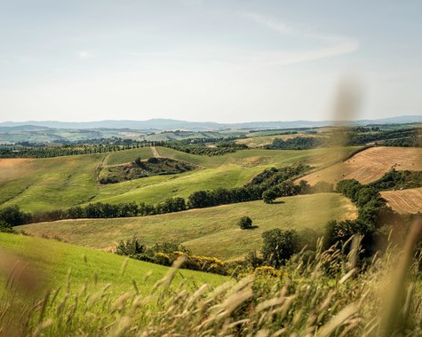 Weite Aussicht über Felder, Weinberge und sanfte Hügel in einer mediterranen Kulturlandschaft.